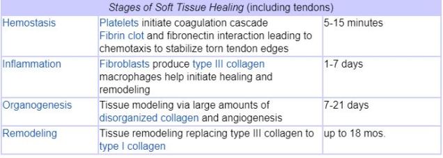 Tendon healing
